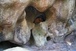 Bleau ja caveassis